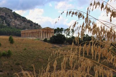 Tempio di segesta, sicilia - 2016
