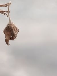 Close-up of dry leaves on branch against sky