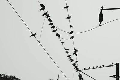 Low angle view of birds perching on cable against clear sky