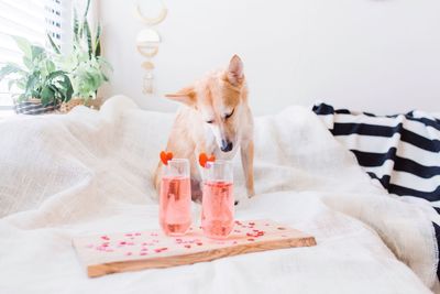 Dog with drink on table at home