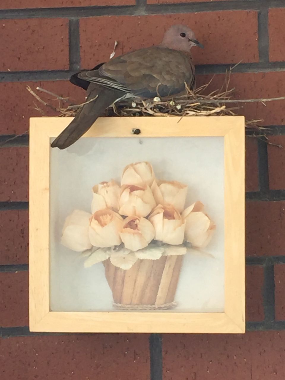 HIGH ANGLE VIEW OF BIRD IN CONTAINER ON BRICK WALL
