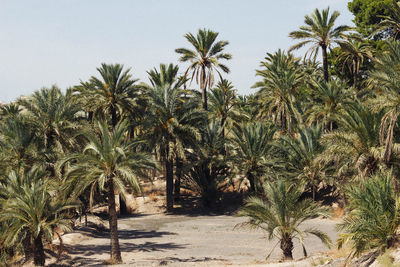 Palm trees against clear sky