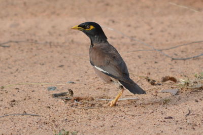 Close-up of bird perching on ground