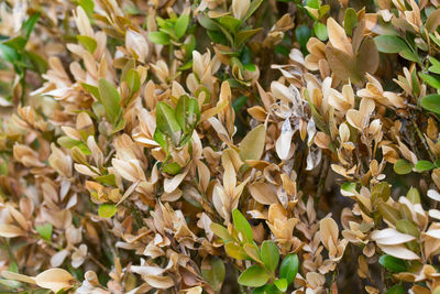 Full frame shot of plants and leaves on field