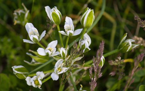 Close-up of white flowering plants