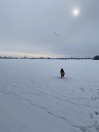 View of a dog in water against sky