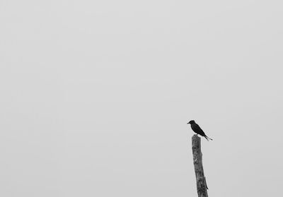 Low angle view of bird perching on the sky