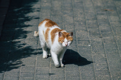 High angle view of cat walking on footpath