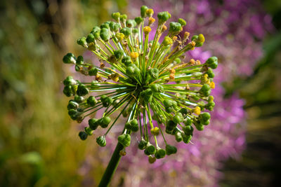 Close-up of purple flowering plant