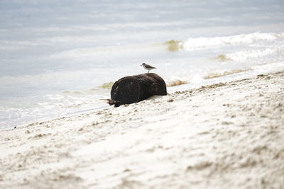 View of an animal on beach