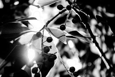 Close-up of tree