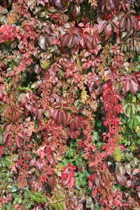 Close-up of pink flowers