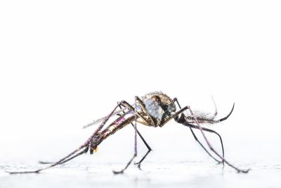 Close-up of spider on white background