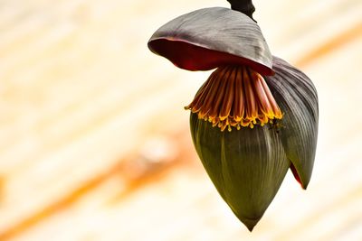 Close-up of flower against blurred background