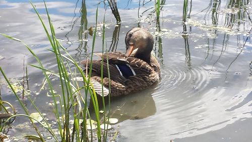 Duck swimming in lake