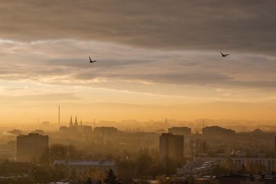 Silhouette birds flying over city