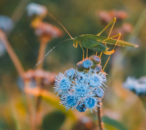 Close-up of insect on flower