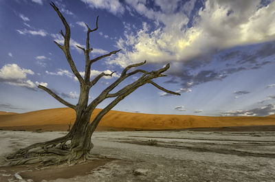 Bare tree on desert against sky