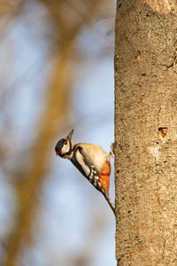 Close-up of bird perching on tree