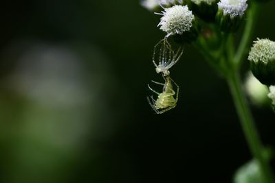 Close-up of insect on flower