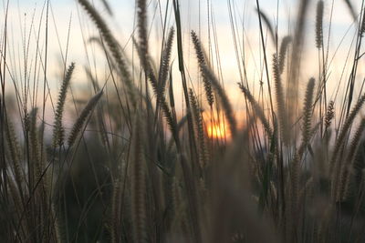 Close-up of stalks in field against sunset