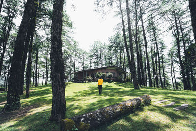 Man amidst trees on field in forest