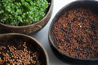 High angle view of micro greens on table