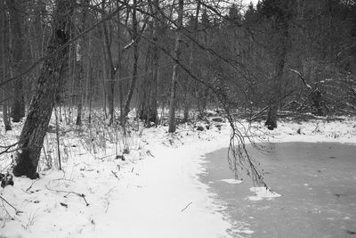 Bare trees on snow covered landscape