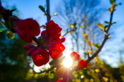 Low angle view of red flowering plant against sky