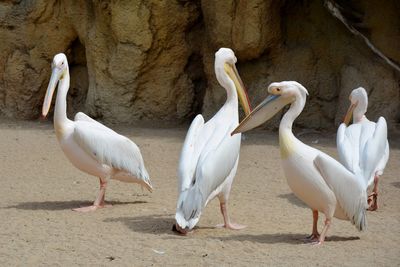 View of pelicans on beach