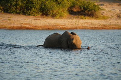 Side view of elephant in lake