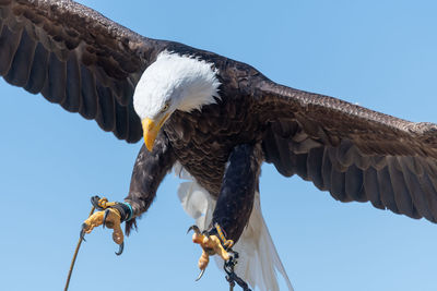 Close up of a bald eagle flying in a falconry demonstration.