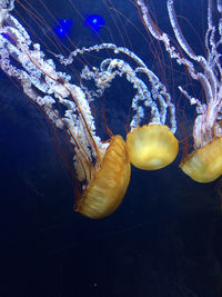 Close-up of jellyfish swimming in water