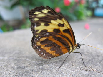 Close-up of butterfly