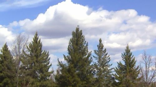 Low angle view of trees against sky
