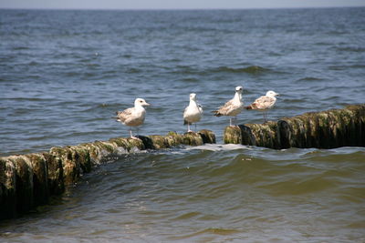 Birds perching on sea shore