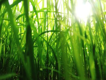 Close-up of fresh green plants on field