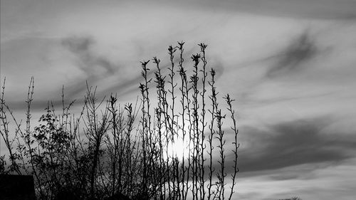 Low angle view of silhouette plants against sky