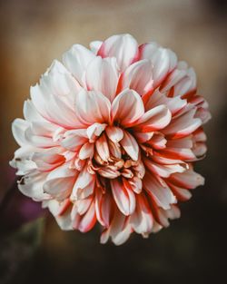 Close-up of pink flower