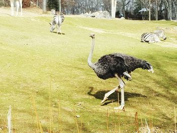 Bird on grass