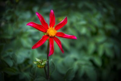 Close-up of red flower