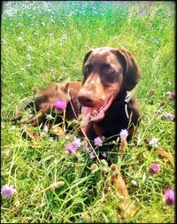 Dog on grassy field