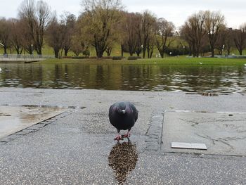 View of birds in lake