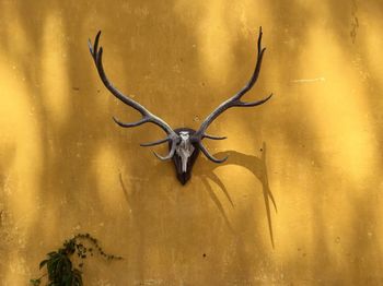 Hunting trophy on yellow wall during sunny day