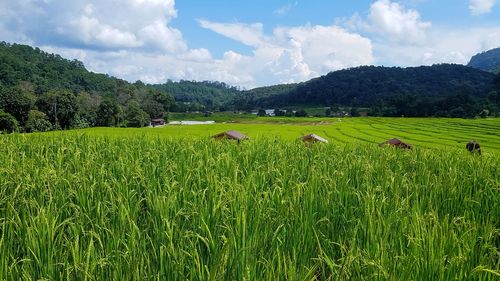 Scenic view of agricultural field against sky