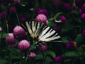 Close-up of butterfly pollinating on purple flower