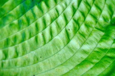 Full frame shot of green leaf