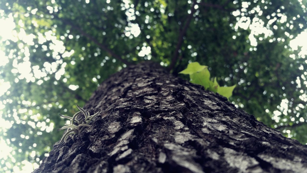 LOW ANGLE VIEW OF DEAD TREE