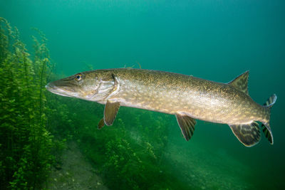 Pike swimming in a lake