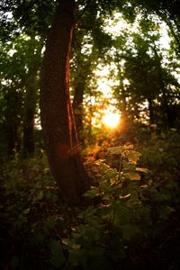 Sun shining through trees in forest